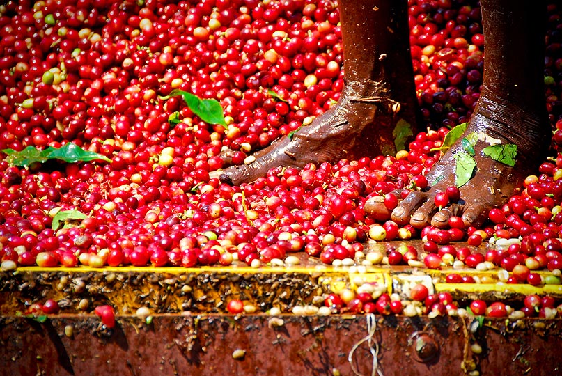 Yemen Mokha Ismaili - Single Origin